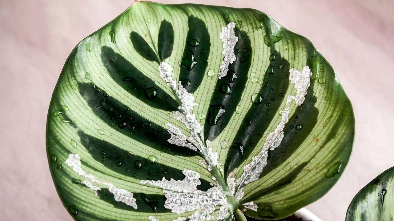 White mineral deposits and limescale buildup on calathea leaf from hard water