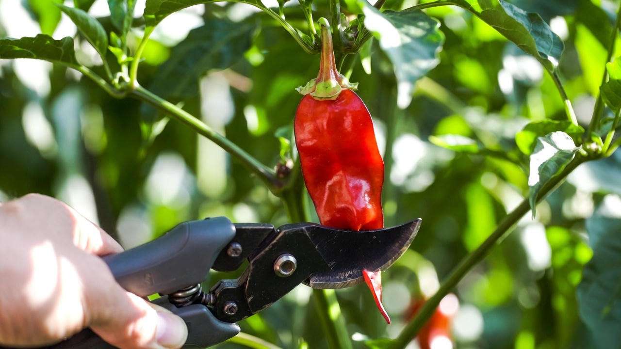 Harvesting ripe red Peter Pepper pods with pruners