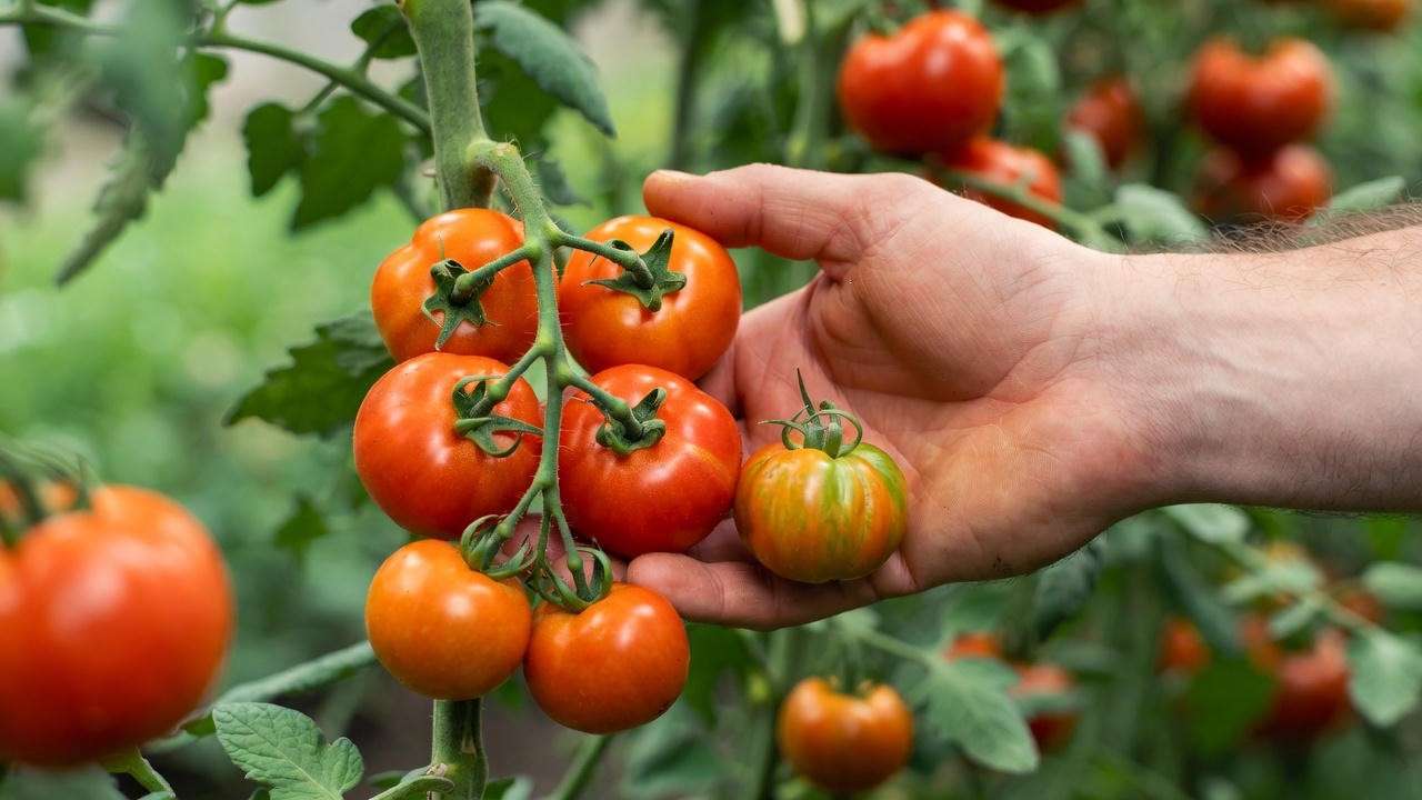 Hand harvesting ripe tomatoes from indeterminate vine for peak flavor