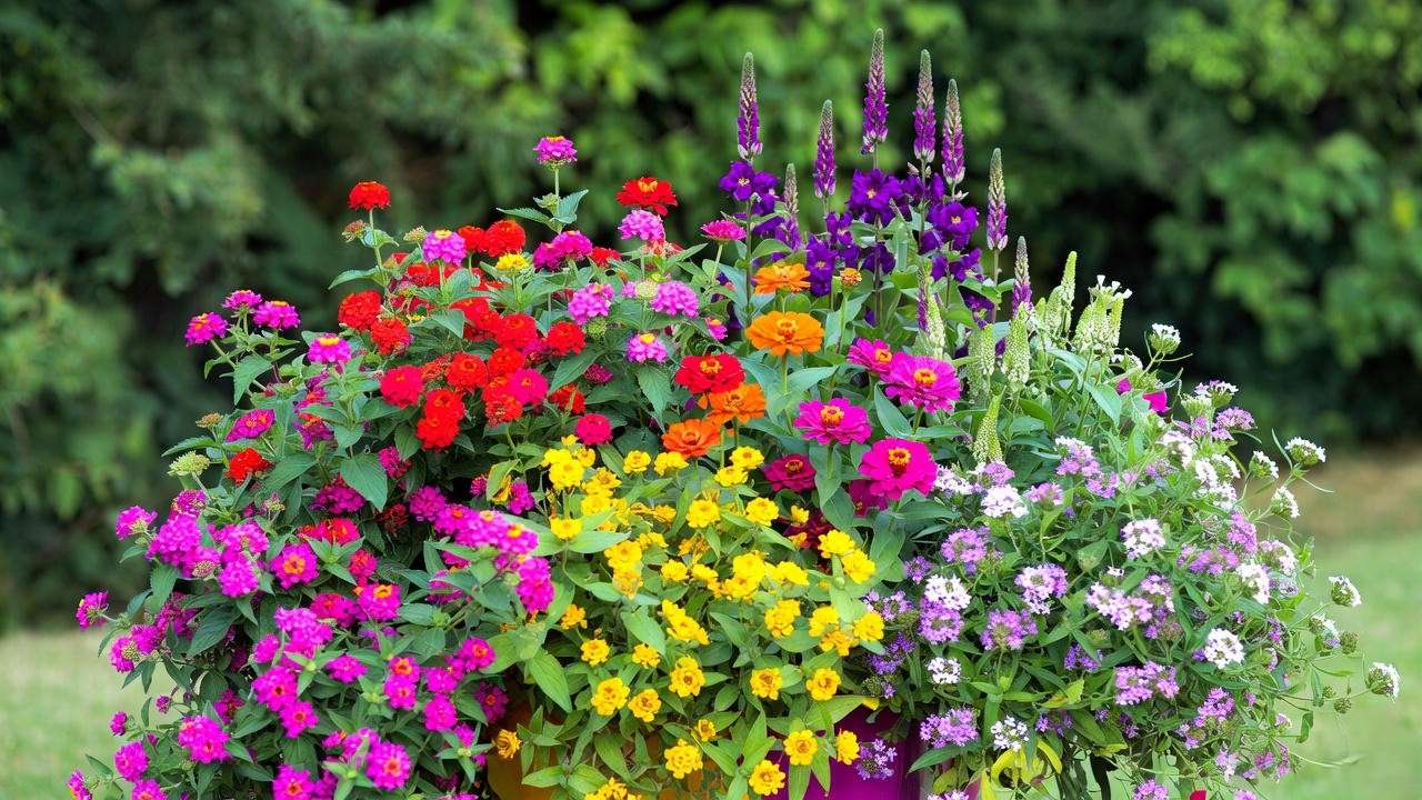 Heat-tolerant summer annuals: lantana, zinnia, pentas, angelonia, and verbena in full bloom