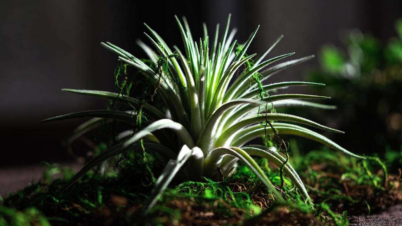 Hot Glue, Moss, or Wire Hidden at the Base