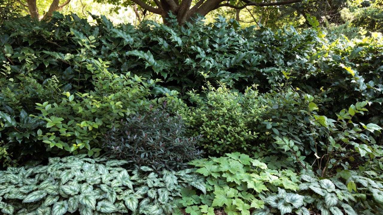 Layered evergreen shade garden design with height texture and year-round interest