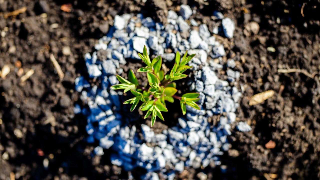 Gravel mulch collar preventing crown rot on hairy beardtongue plant