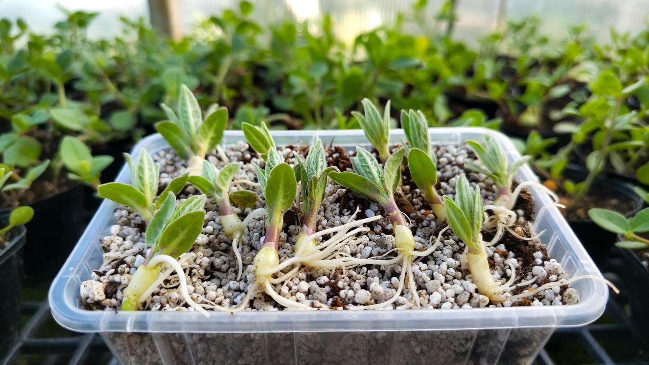 Successfully rooted stem cuttings of hairy beardtongue plant