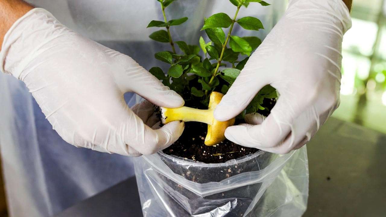 Safe removal technique: twisting yellow mushroom out of houseplant soil while wearing gloves