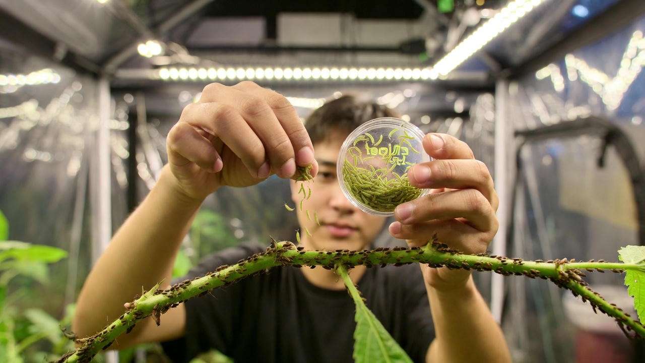 Releasing beneficial lacewing larvae to control aphids indoors