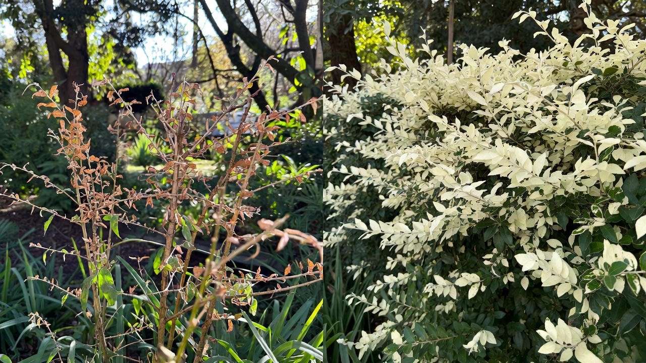 Ligustrum Jack Frost winter damage vs perfect survival after -15 °