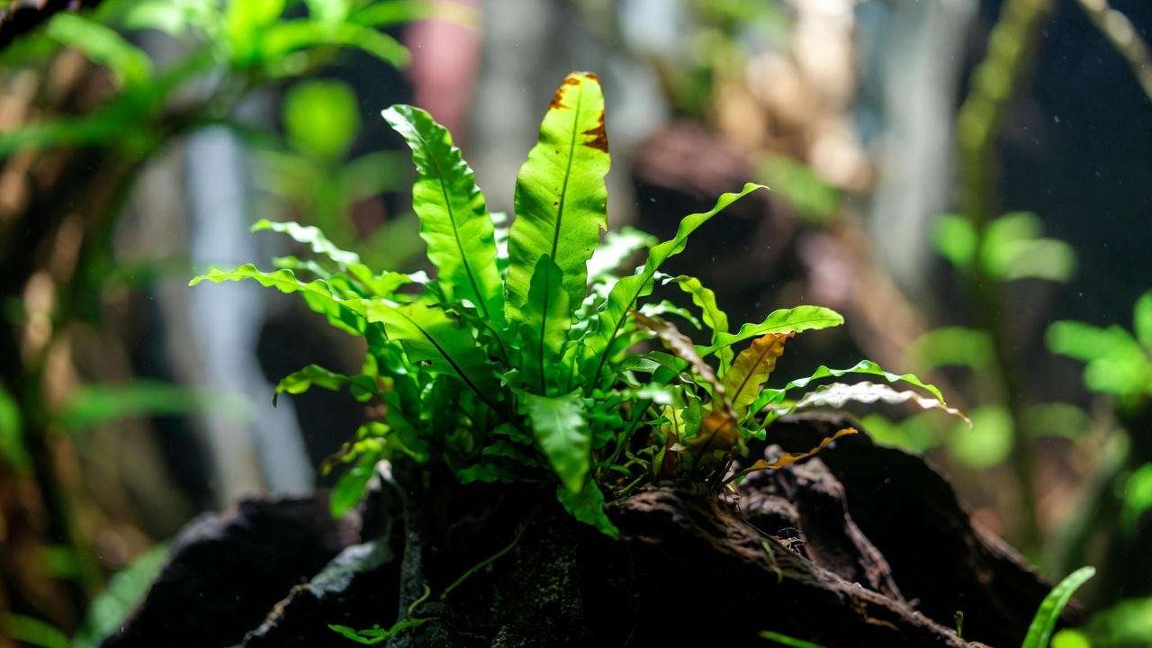 Java Fern varieties (Narrow Leaf, Trident, Windeløv) attached to driftwood – easiest low-light aquarium plant 2025