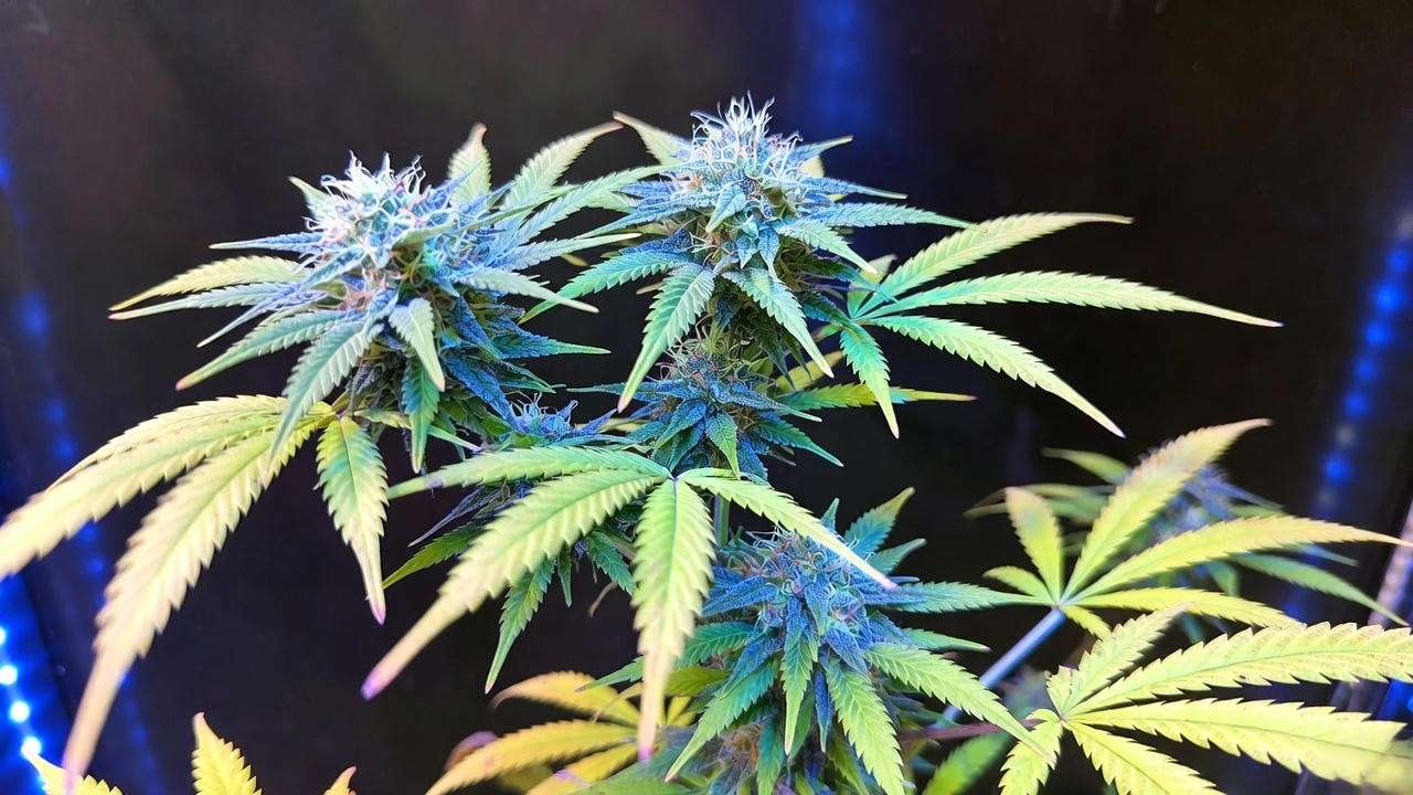 Cannabis plant 7 days after partial harvest showing explosive new growth on lower branches