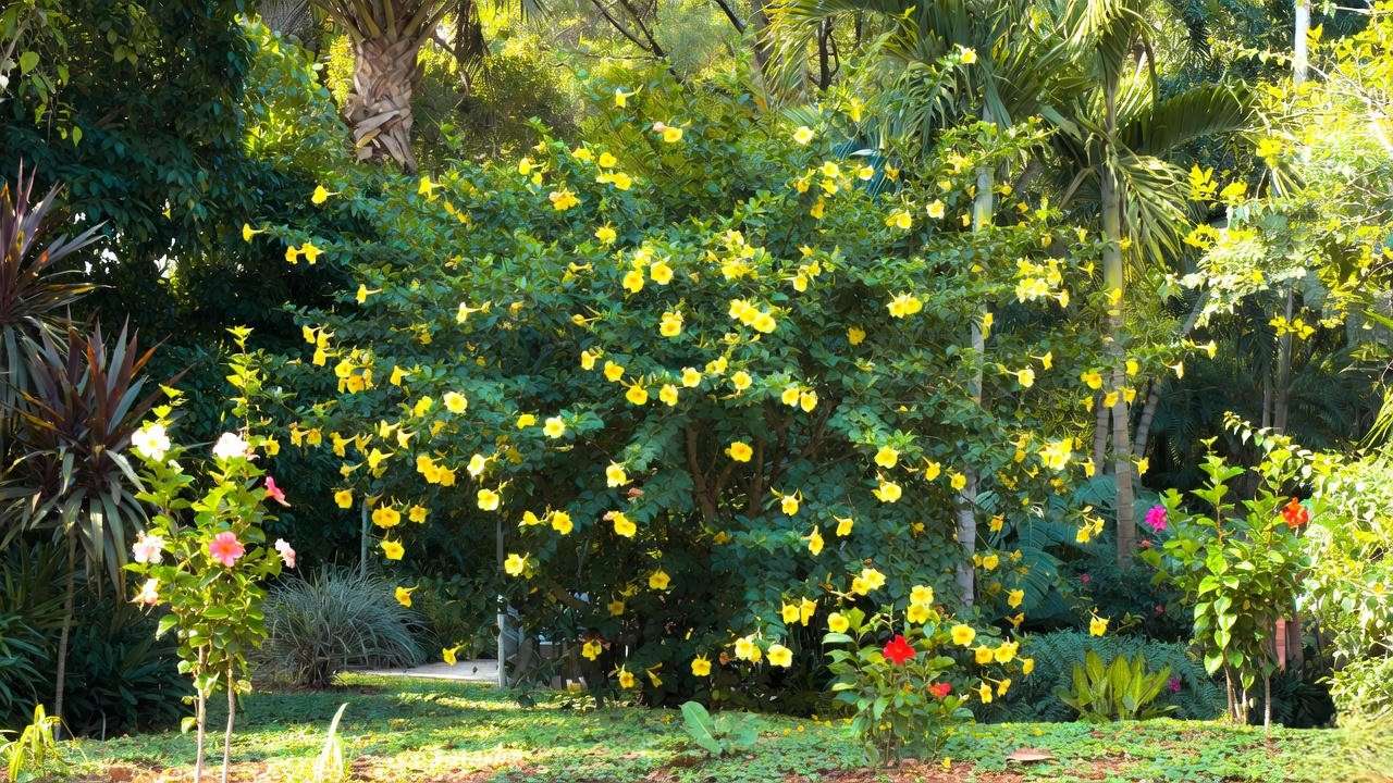 Allamanda shrub plant in tropical landscape design with companion plants and yellow blooms