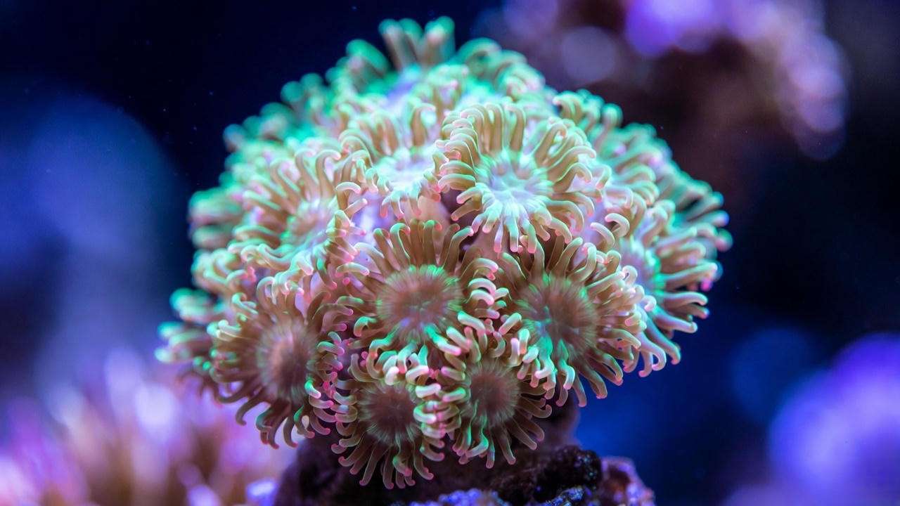 Neon Kenya tree coral fully extended under blue LED reef lighting