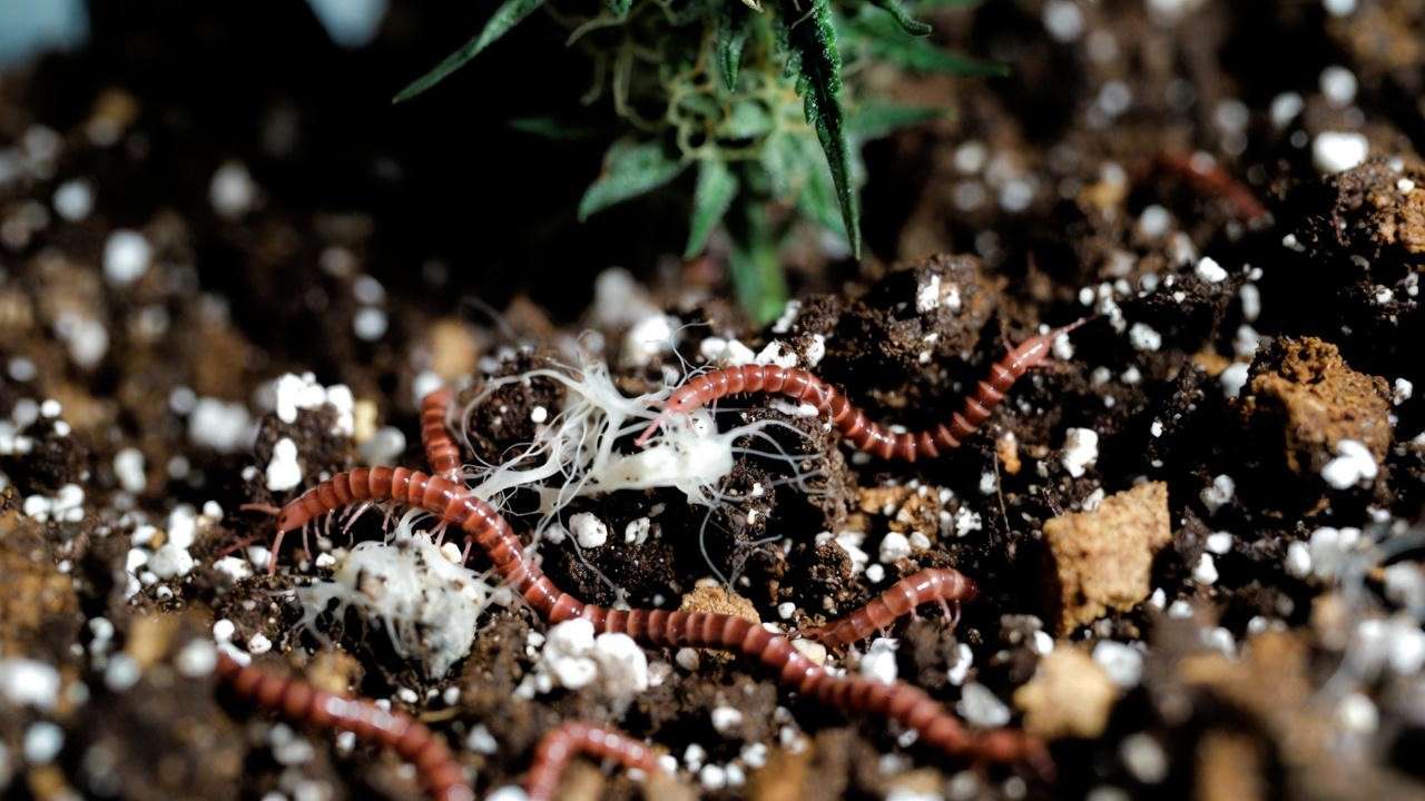 Close-up of living soil with worms mycorrhizae and amendments under a massive trichome-covered cannabis bud