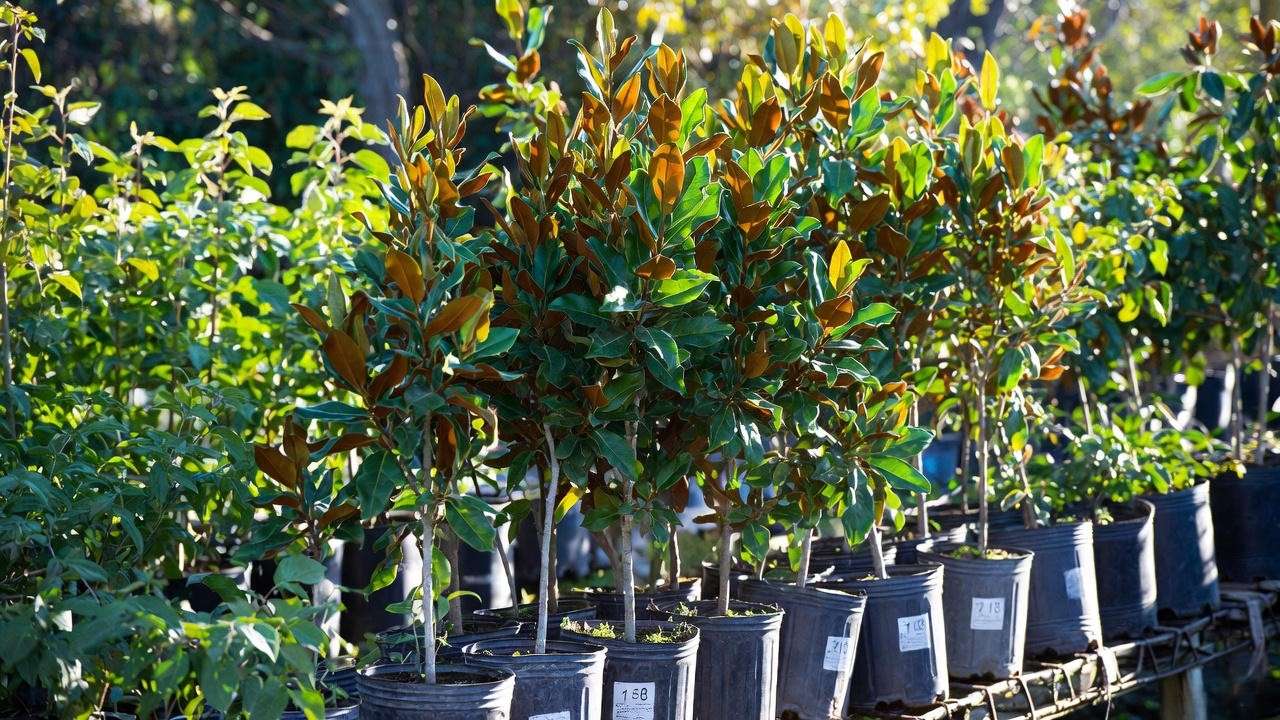 Collection of healthy one-year-old magnolia seedlings grown from seed in nursery pots