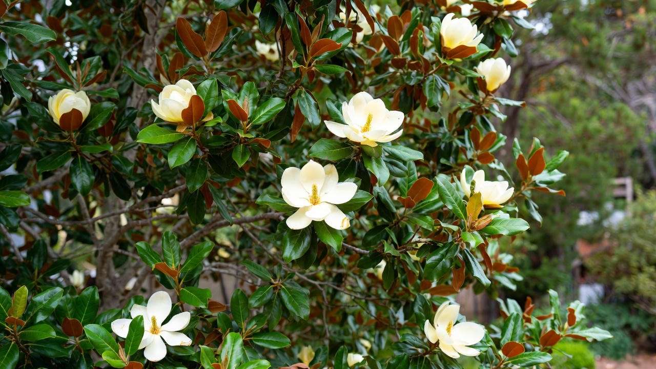 Little Gem magnolia compact evergreen flowering tree with white summer blooms