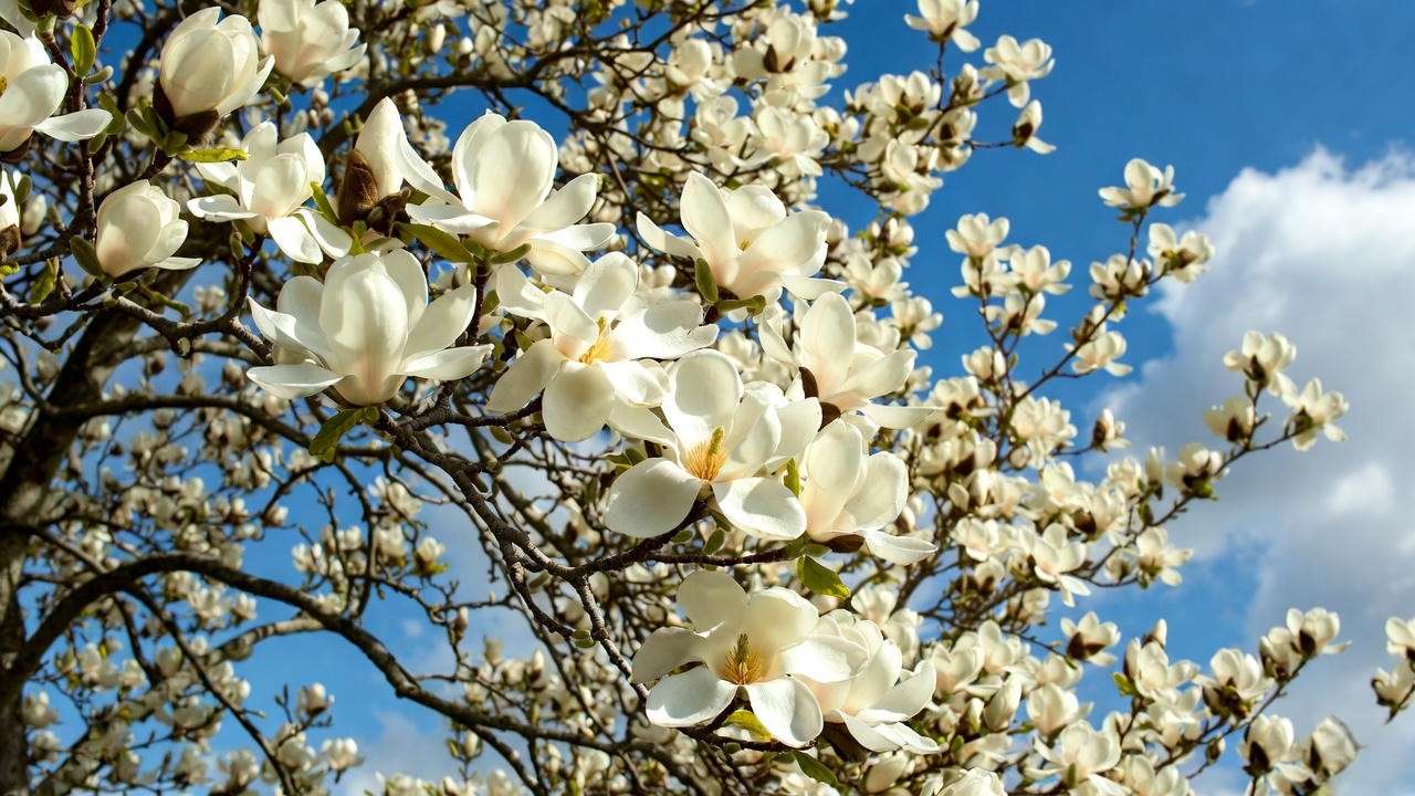 White magnolia tree in full spring bloom against a blue sk