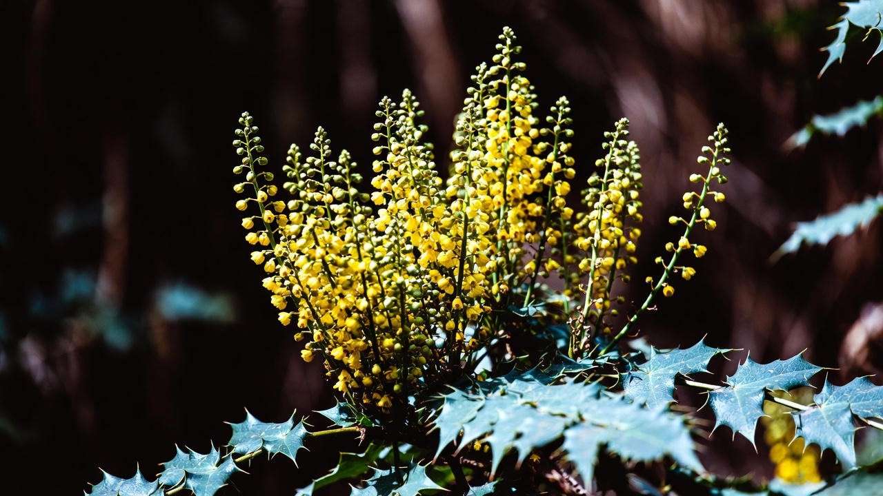 Mahonia Charity Oregon grape holly with winter yellow flowers in shade
