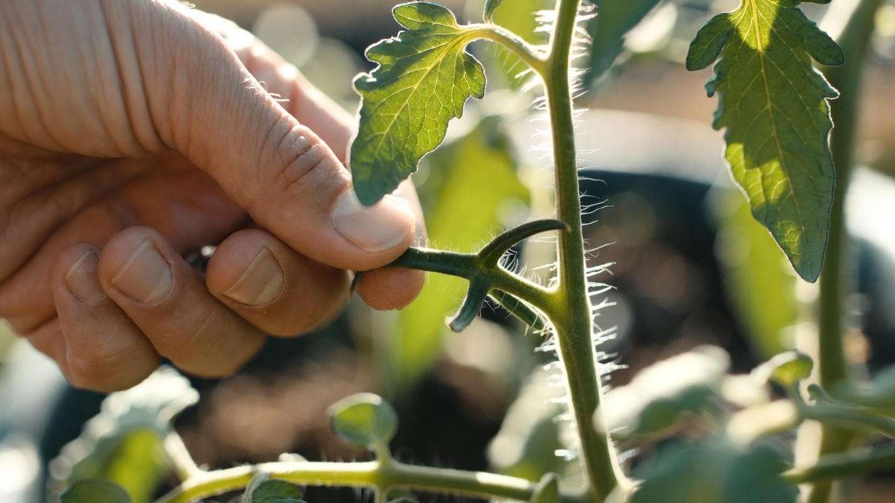 Hand pruning suckers from indeterminate tomato plant for better yields