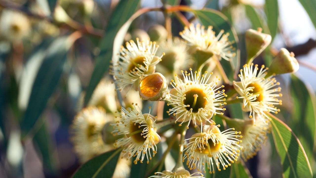 Close-up of honey eucalyptus plant creamy-white flowers with natural honey droplet