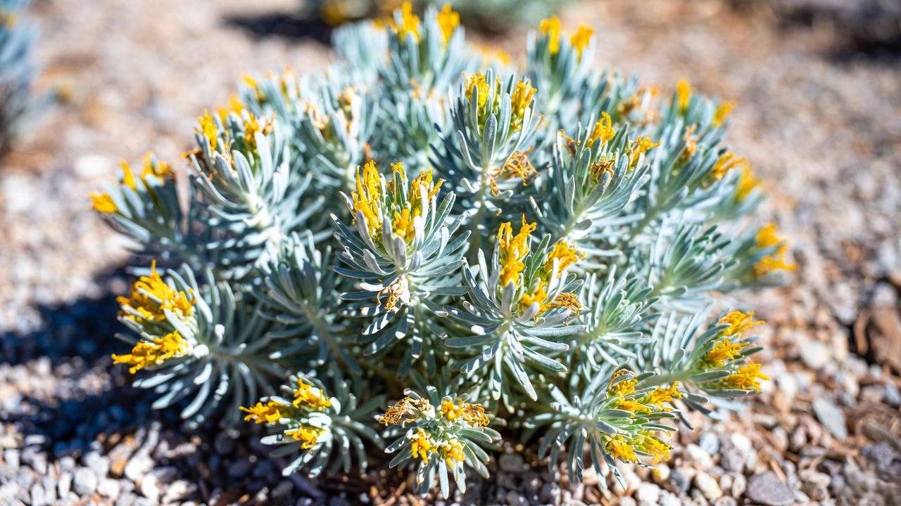 Euphorbia rigida gopher plant in full spring bloom with chartreuse bracts and silver-blue foliage