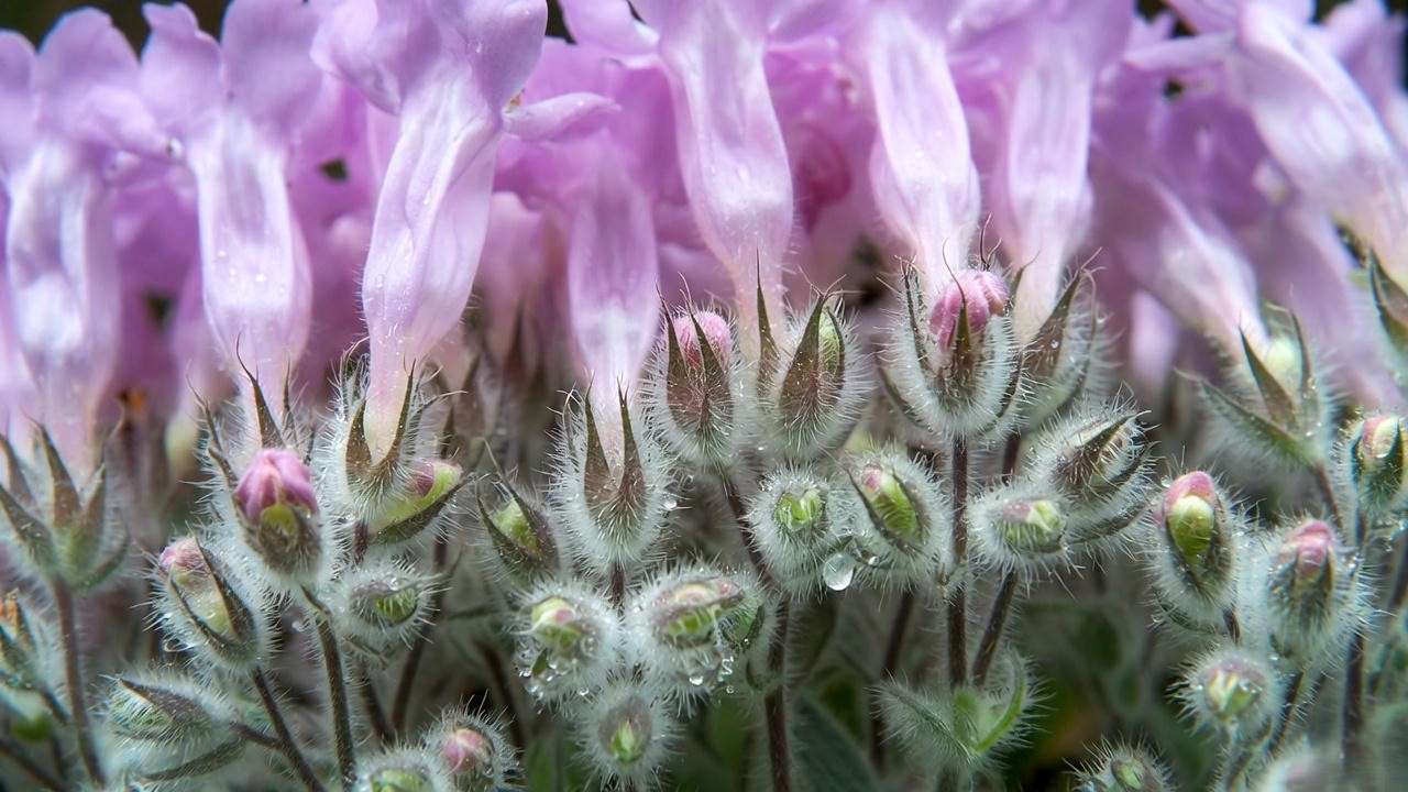 Close-up of hairy stems and calyces on hairy beardtongue plant (Penstemon hirsutus) showing signature white fuzz