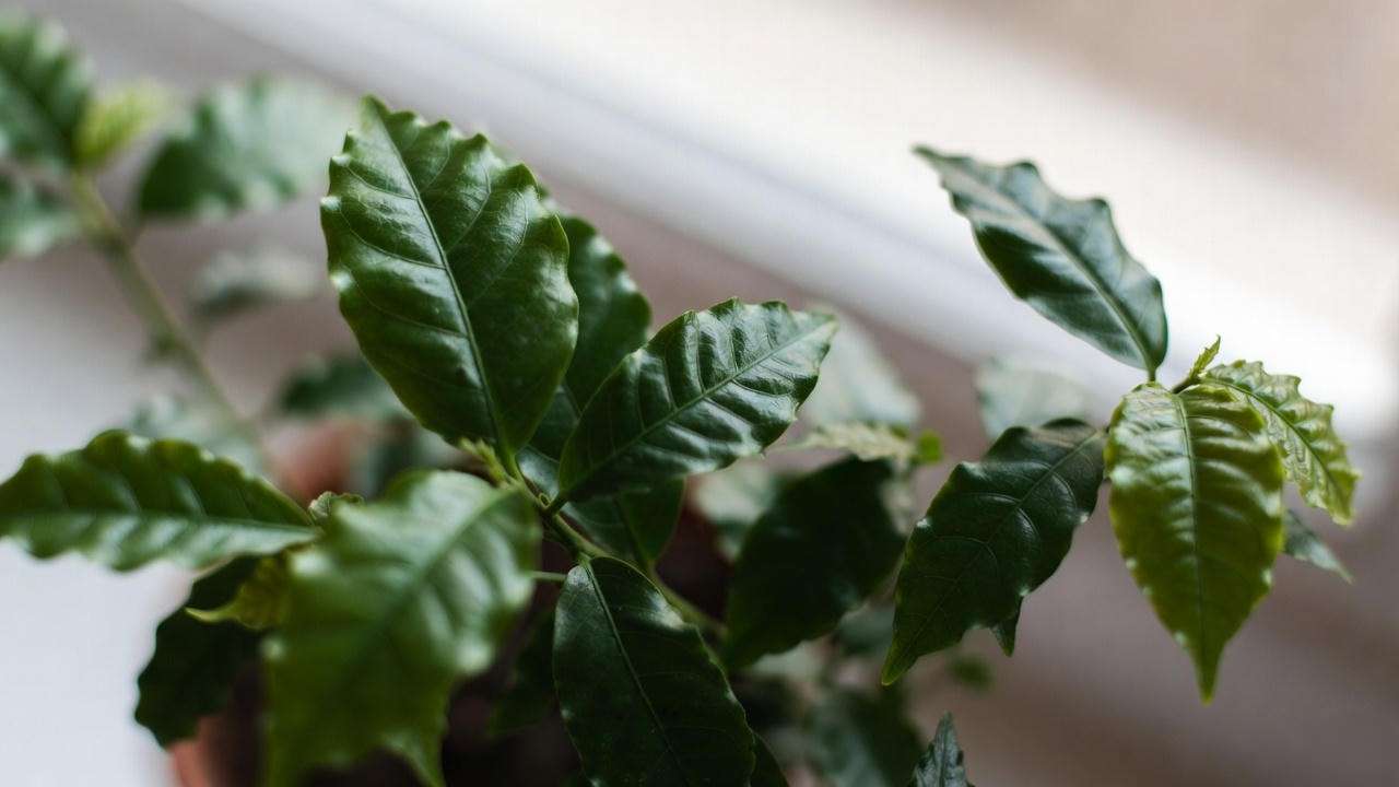 Healthy Coffea arabica coffee plant houseplant with glossy dark green leaves in bright indoor light