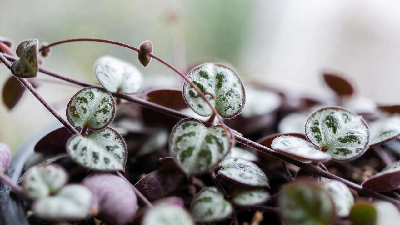Close-up of Rosary Vine (Ceropegia woodii) heart-shaped leaves and aerial tubers