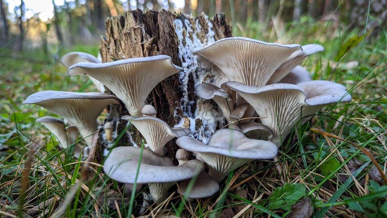 Oyster mushrooms growing on decaying tree stump using fungal inoculation method