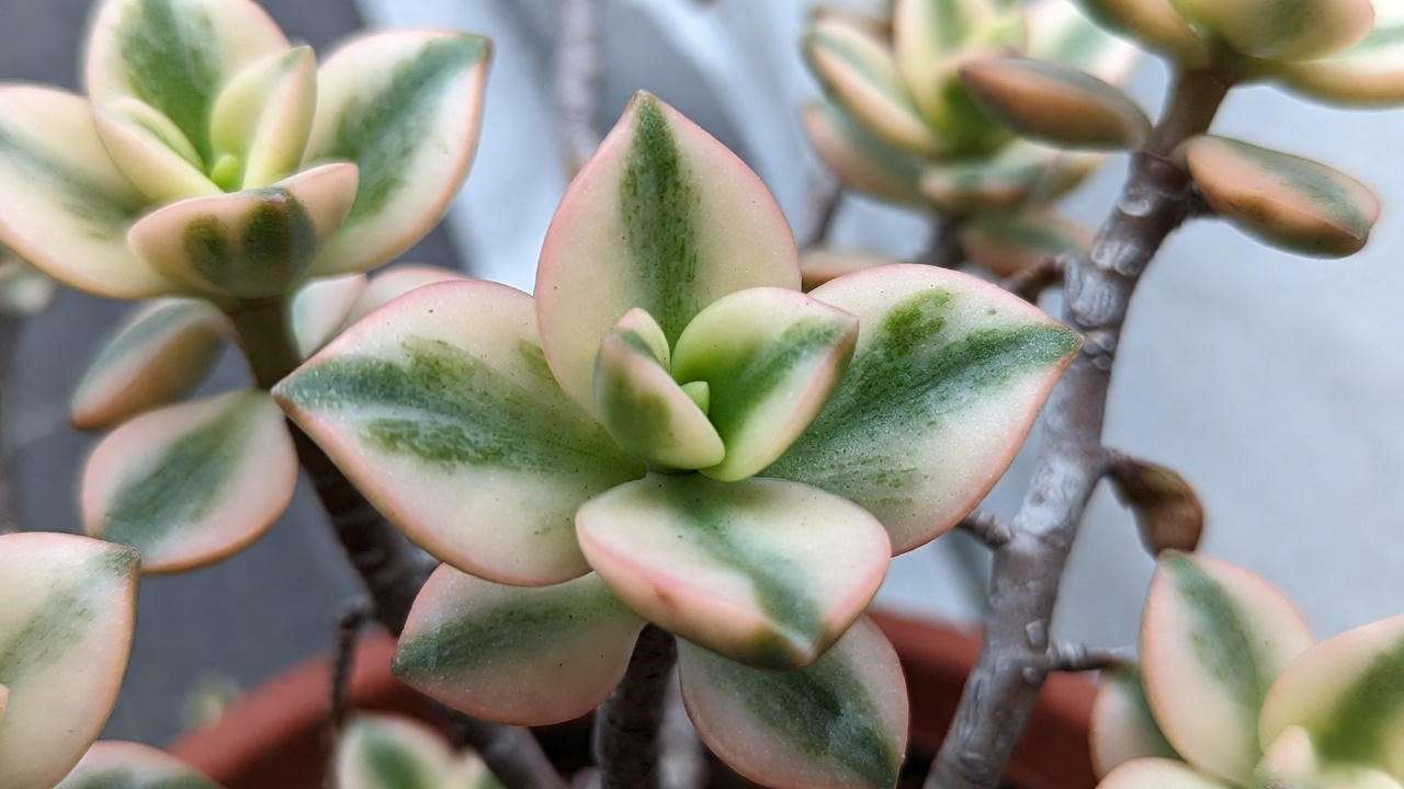 Natural variegation on jade plant – healthy white markings, not a problem