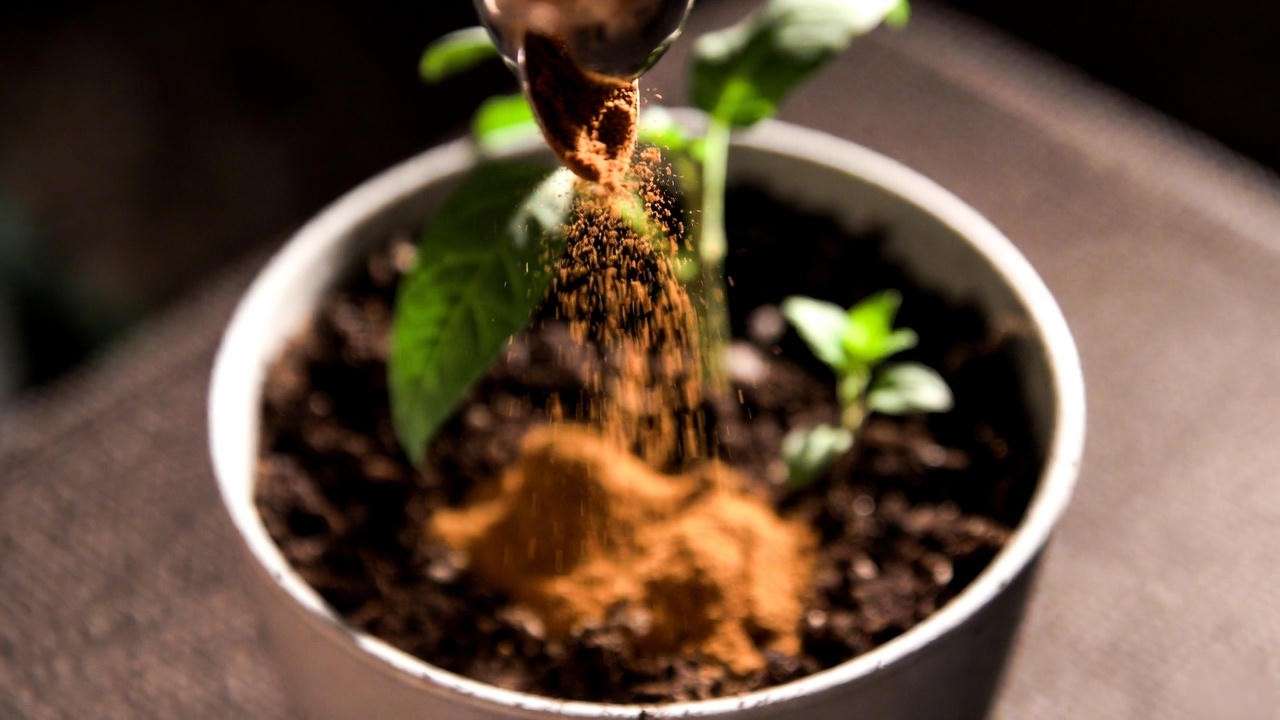Natural mushroom control: sprinkling cinnamon on houseplant soil as antifungal treatment