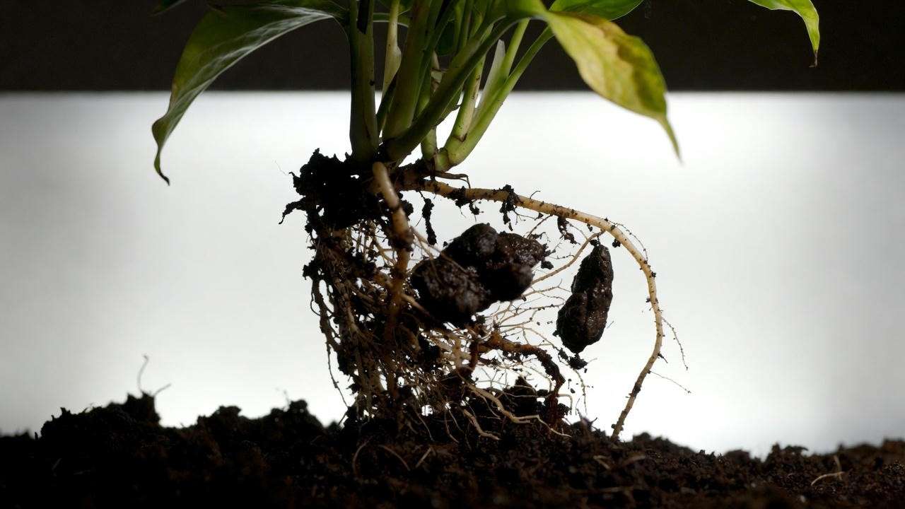 Houseplant root rot showing black mushy roots and wet soil