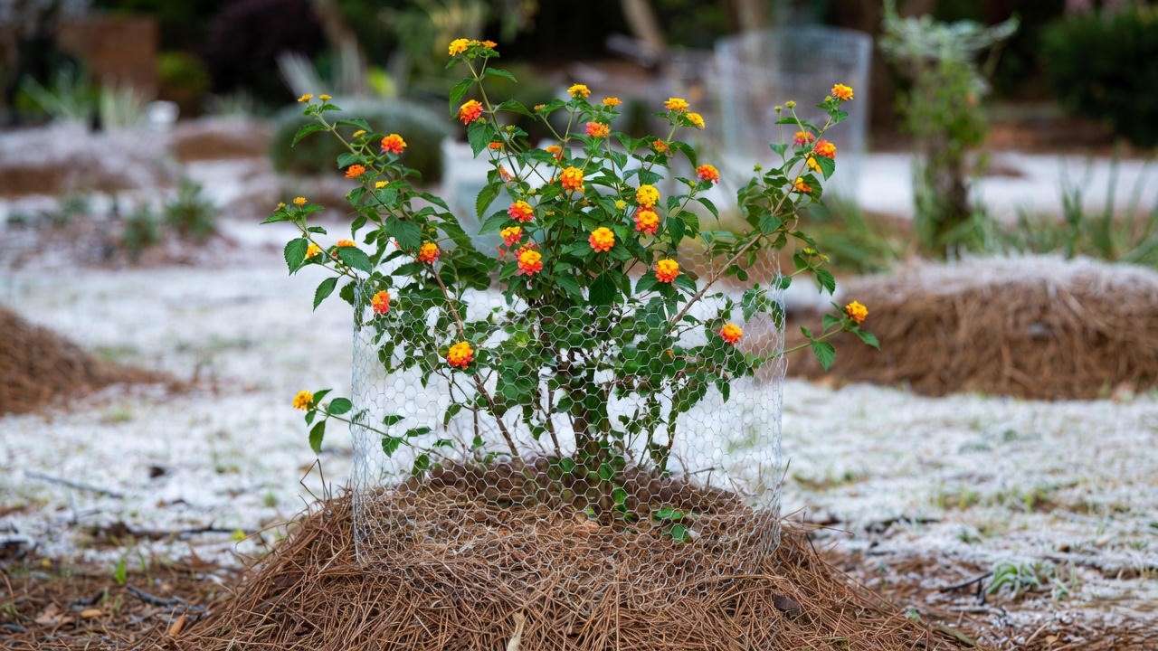Zone 7 Confetti Lantana protected with deep mulch for winter survival