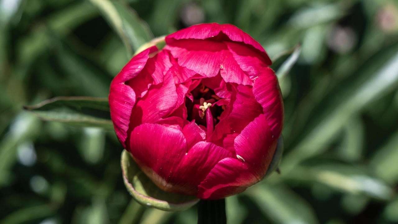 Red Charm peony properly mulched with straw for winter protection in cold climates
