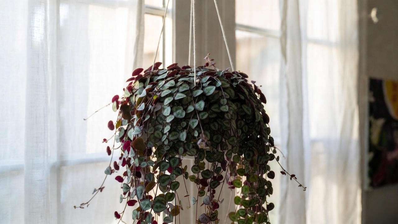 String of Hearts thriving in bright indirect light near east window