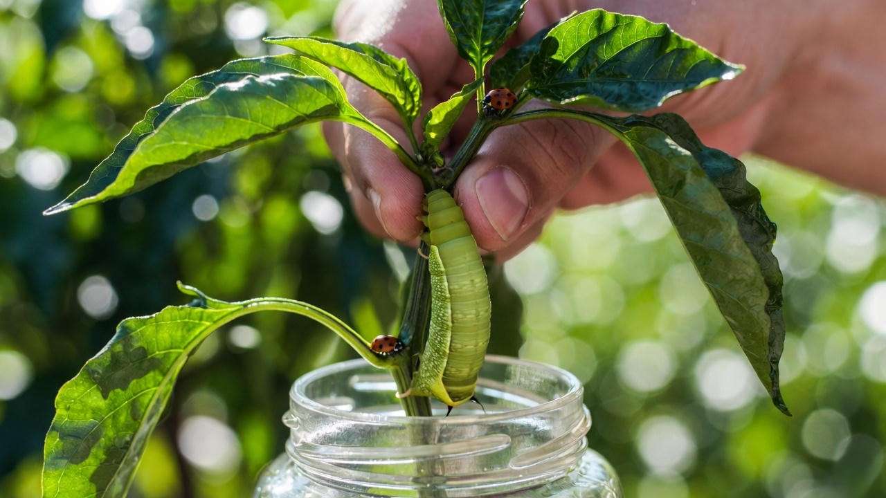 Organic pest control on Giant Marconi sweet pepper plants: removing hornworm and using neem oil