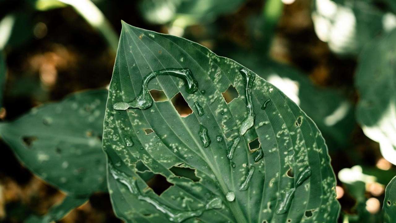 Slug damage on Hosta 'Guacamole' leaf showing typical irregular holes