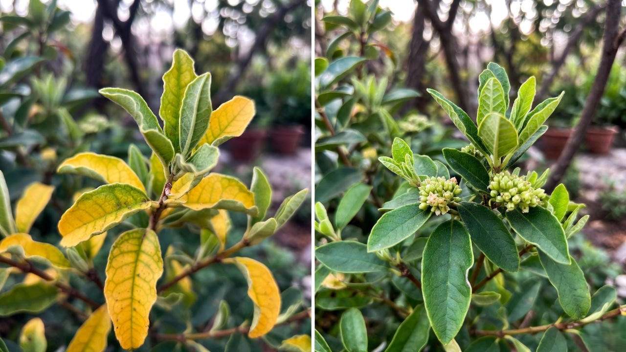 Eternal Fragrance Daphne before and after recovery from common problems