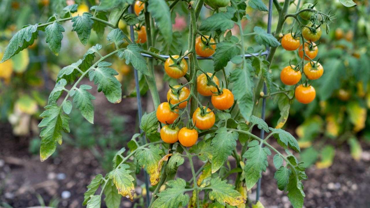 Mature Sun Gold tomato plant growing on a strong trellis in full sun