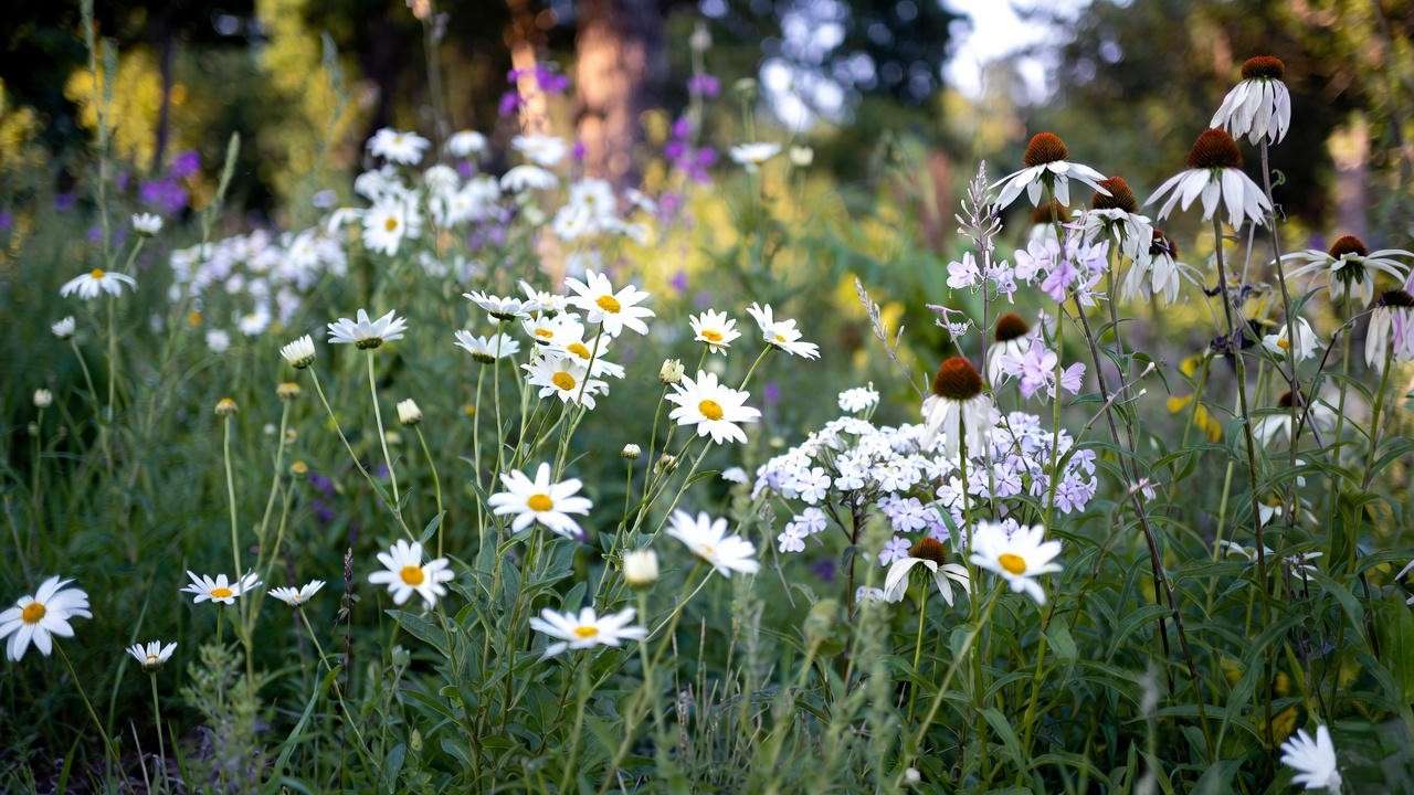 Full sun all-white perennial border with Shasta daisy and gaura
