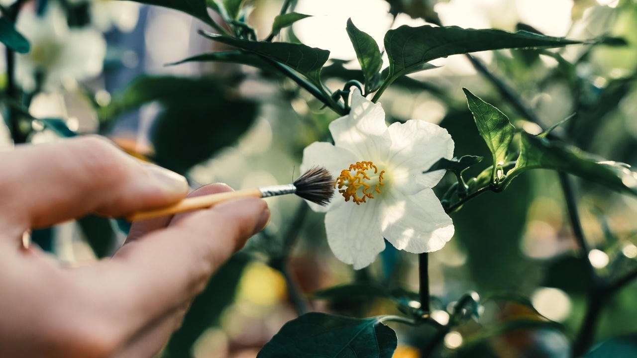 Hand-pollinating a poblano pepper flower for better fruit set