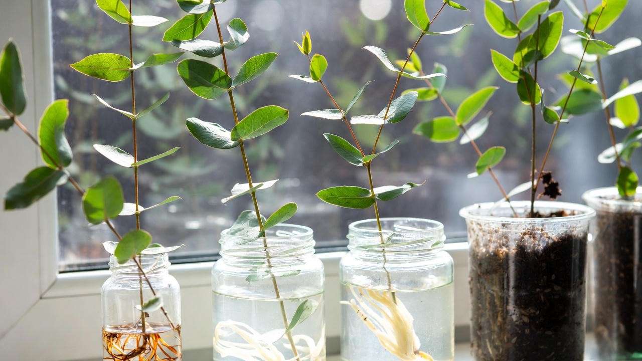 Propagating eucalyptus cuttings in water and soil for indoor growing