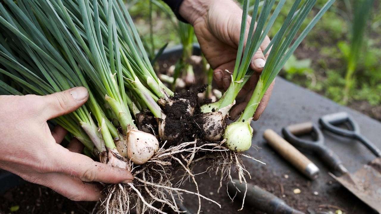 Dividing Allium Serendipity perennial clump for propagation in garden soil