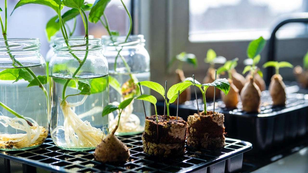 Easy String of Hearts propagation methods: water, butterfly and tuber division