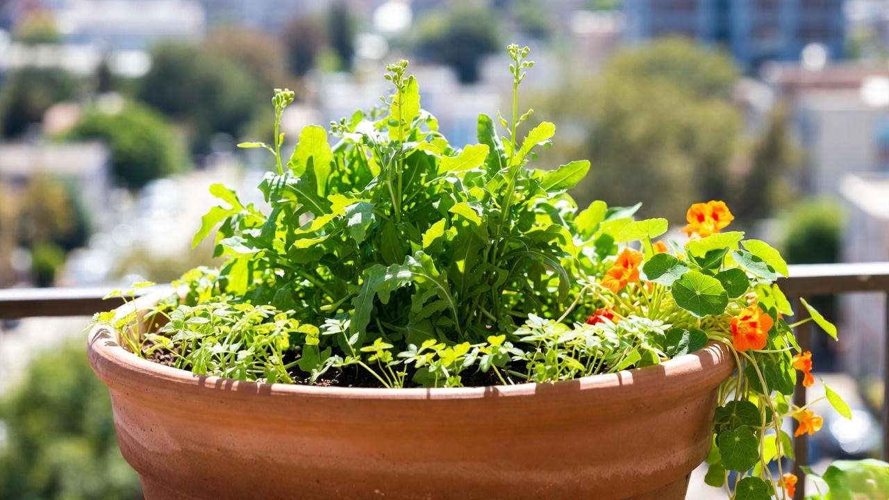 Best container companion plants for arugula β beans, nasturtium and marigolds in one pot