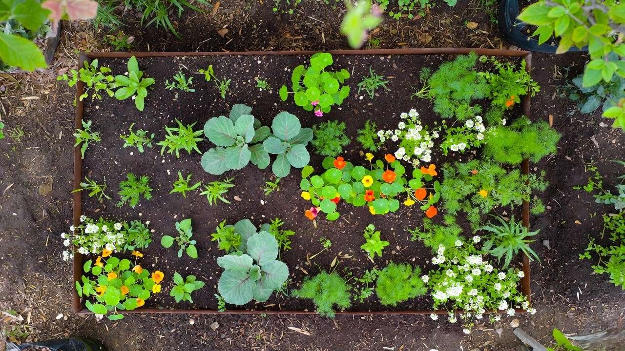 Overhead view of ideal 4×8 raised bed companion planting layout for collards with marigolds, nasturtiums and dill