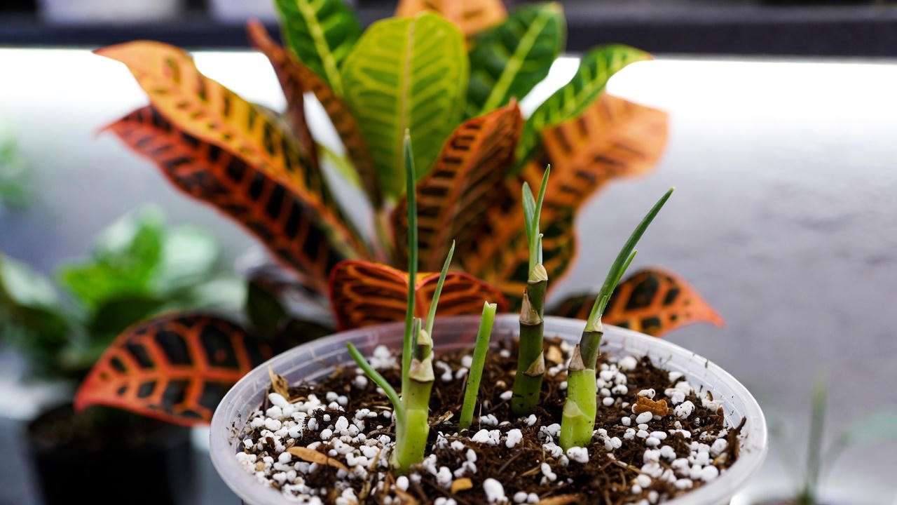 Propagating Mammy Croton with stem cuttings in perlite mix