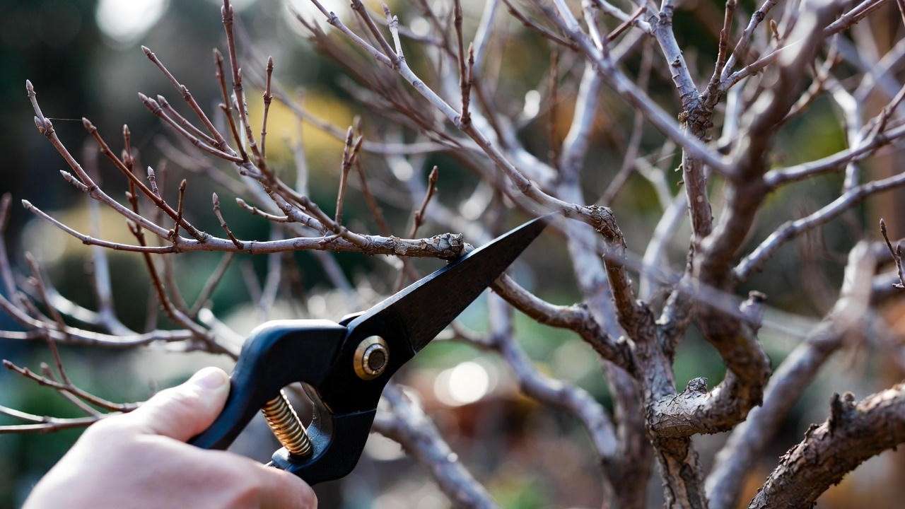 Pruning dwarf Japanese maple tree branches in dormant season with secateurs