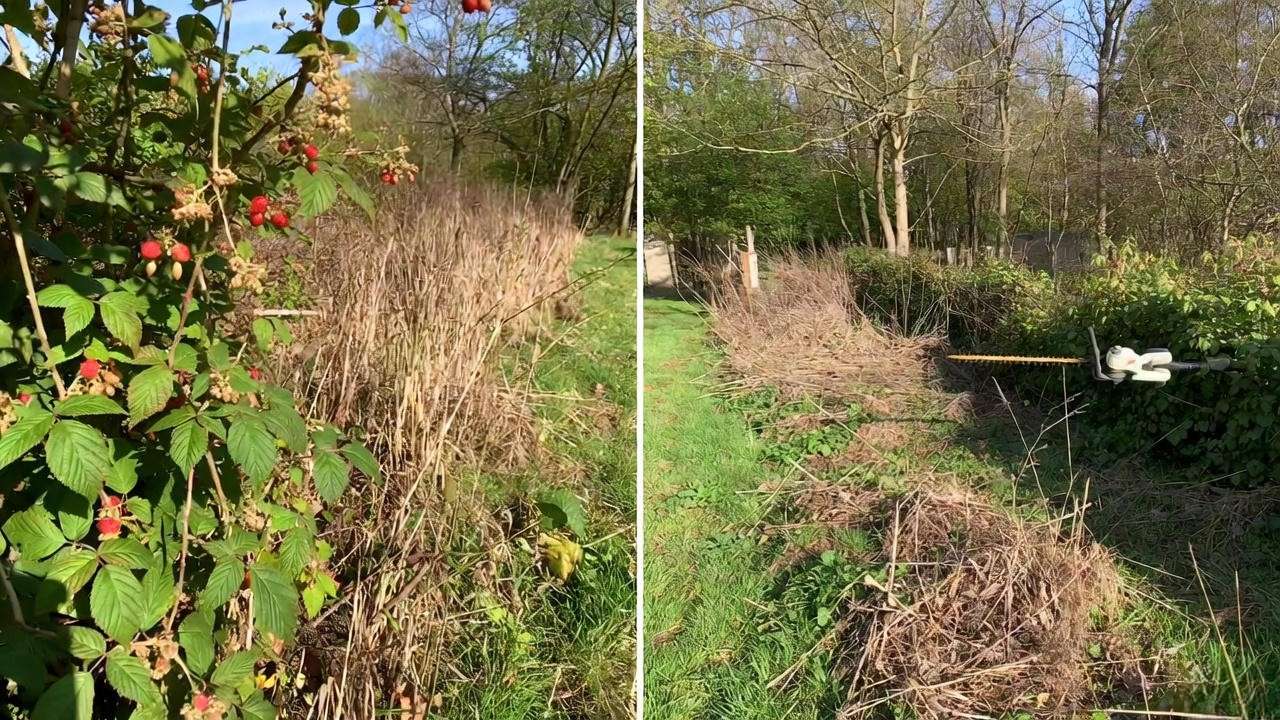 Before and after using the single-crop pruning method on Heritage raspberries