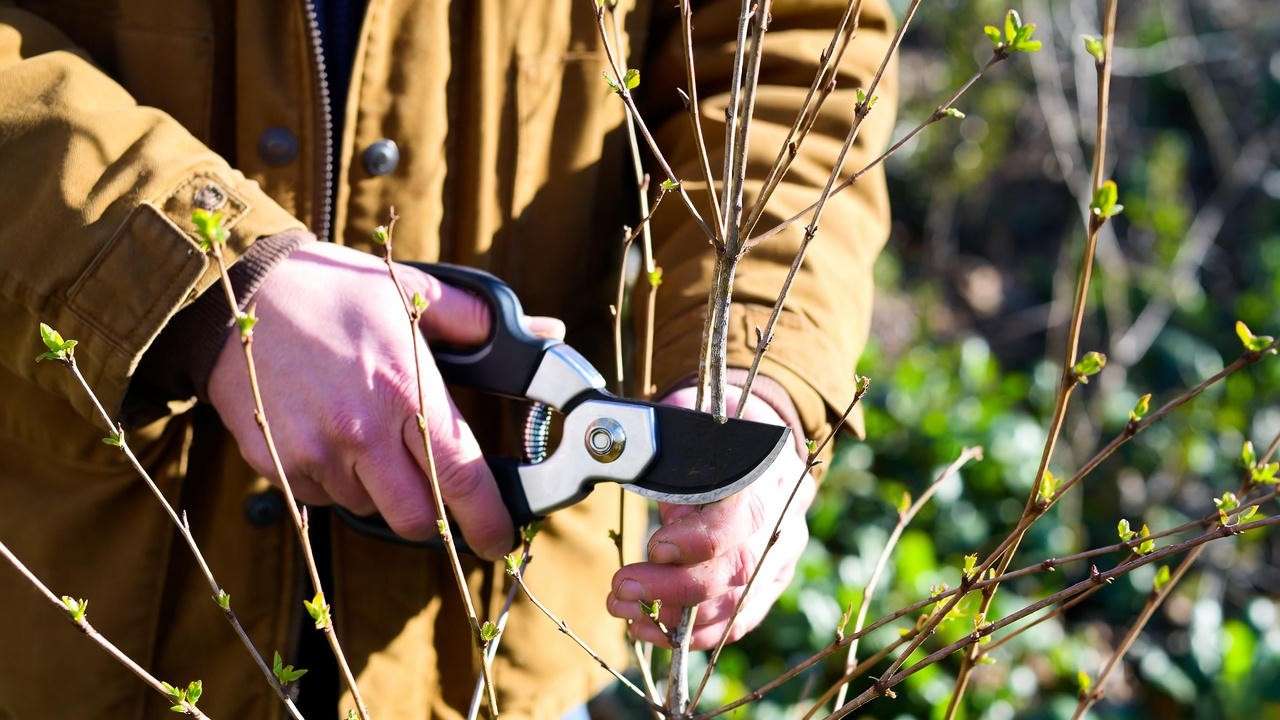 Proper spring pruning of cranberry uprights for better fruit production