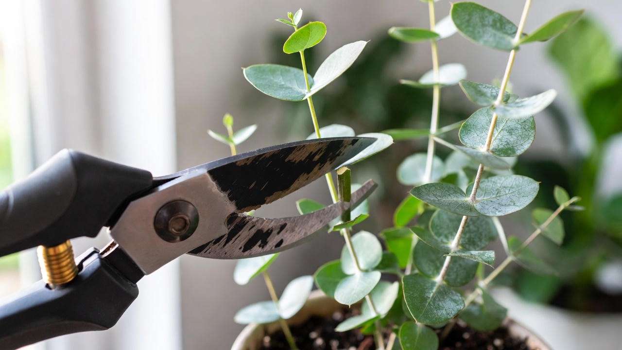 Pruning and Maintenance