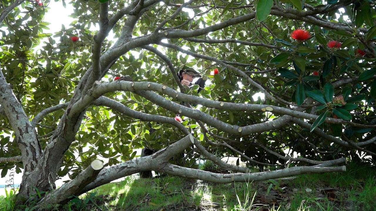 Lightly pruned pohutukawa tree with neat canopy shape